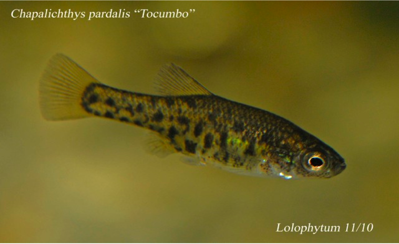 Chapalichthys pardalis "Tocumbo"