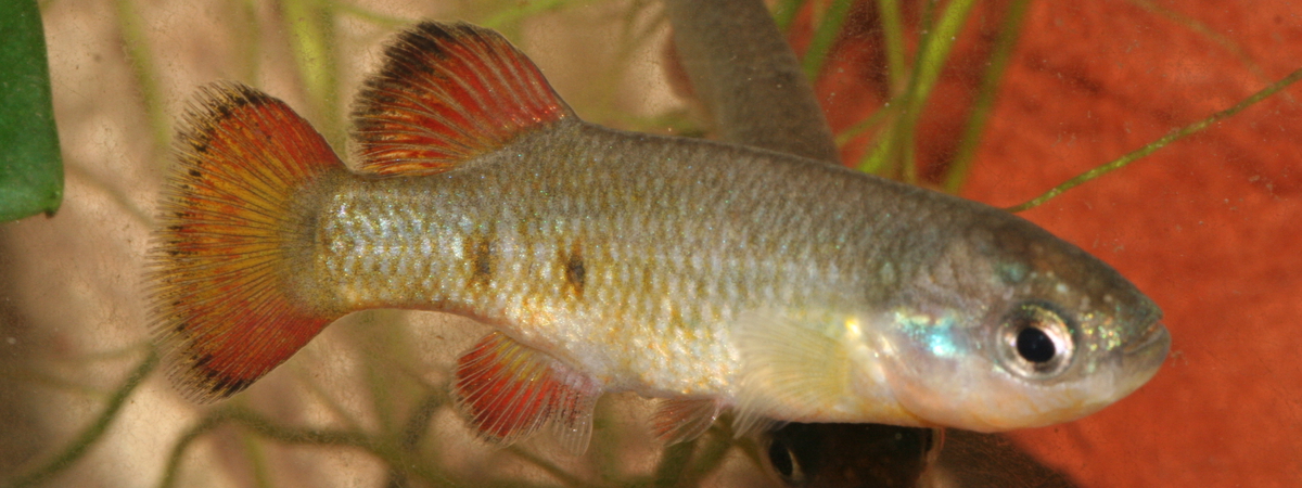 Characodon sp. “Guadalupe aguilera”