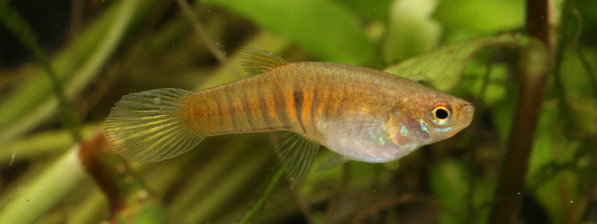 Neoheterandria elegans