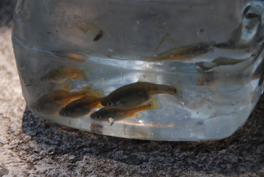 Poissons dans un sac